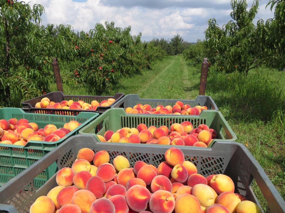 Agroturystyka Agnieszki Murszewskiej Sandomierz Luaran gambar